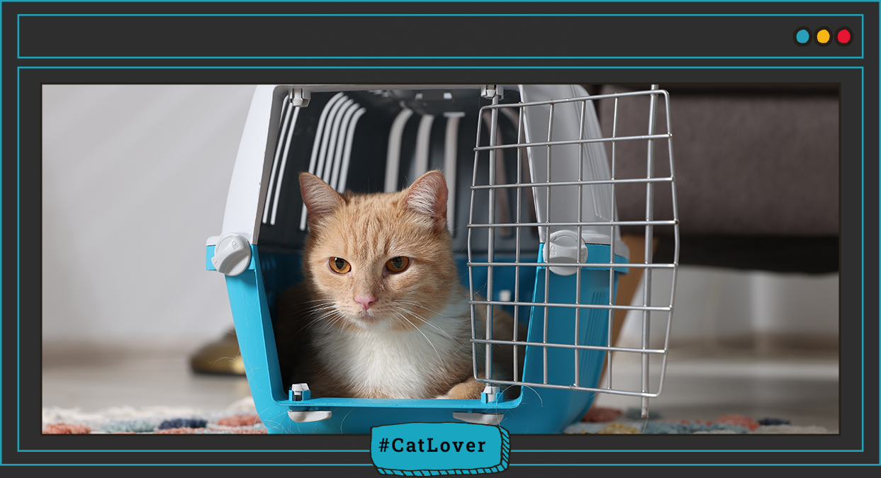cómo cuidar la salud de tu gato con nutrición